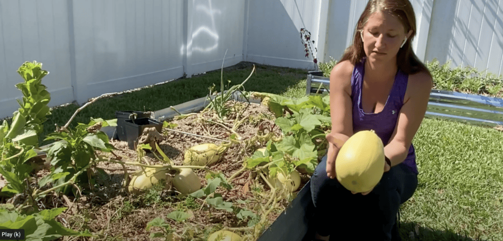 Growing Winter Squash in Florida